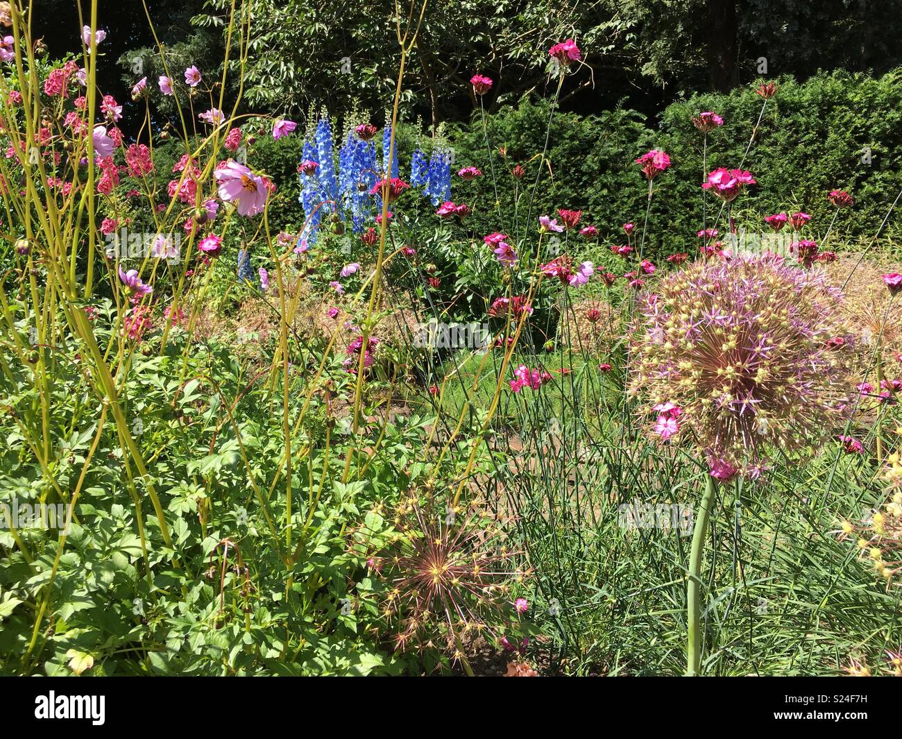 Cottage garden flowers Stock Photo
