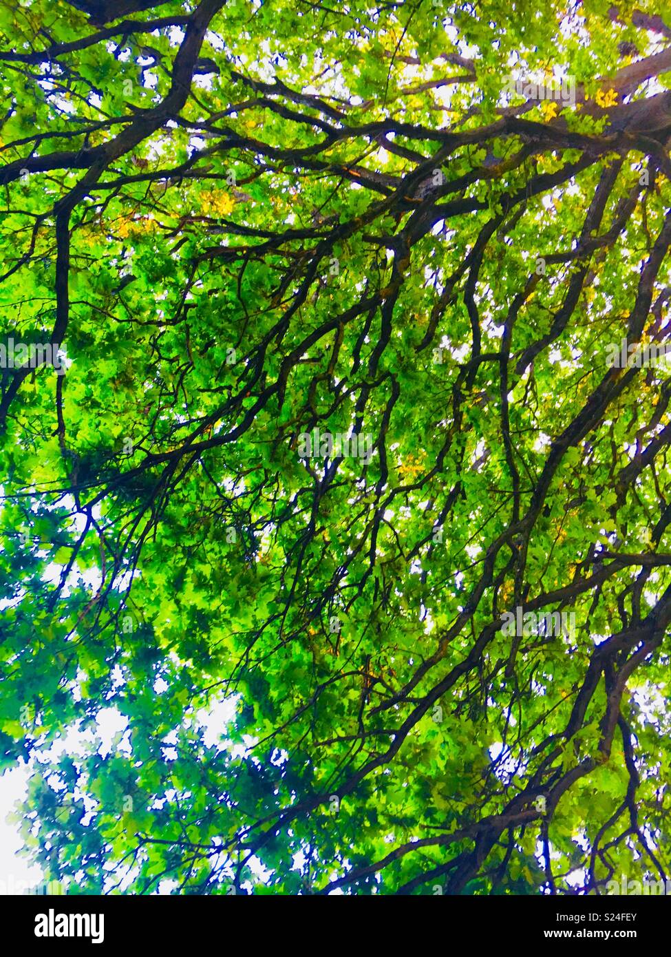 Tree veins hires stock photography and images Alamy