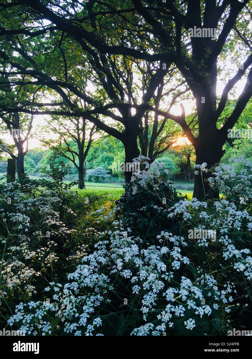 English countryside in spring hi-res stock photography and images - Alamy