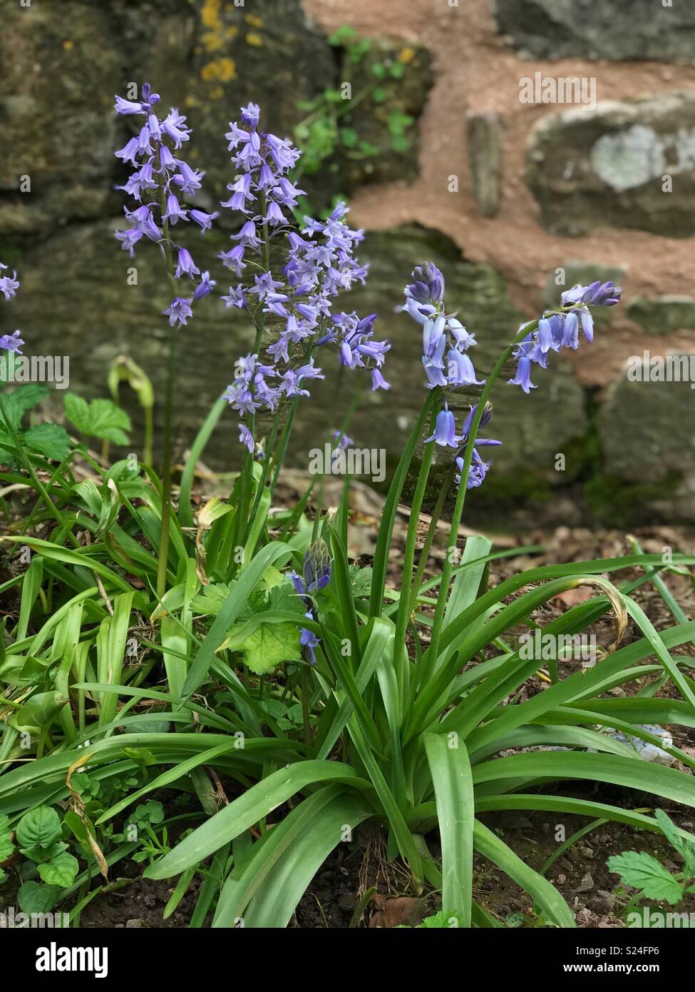 English bluebells in front of an old stone wall, in Gloucestershire, England. - Smartphone Captured Stock Image