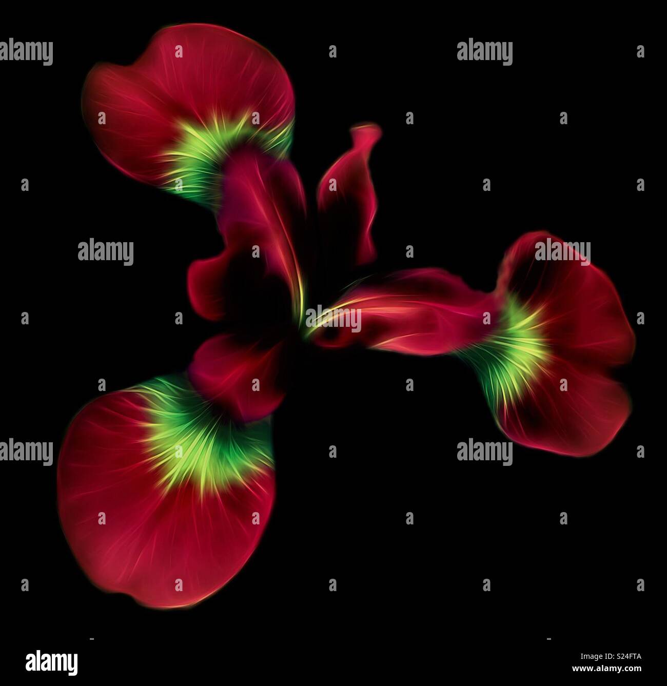 Neon Iris - Smartphone Captured Stock Image