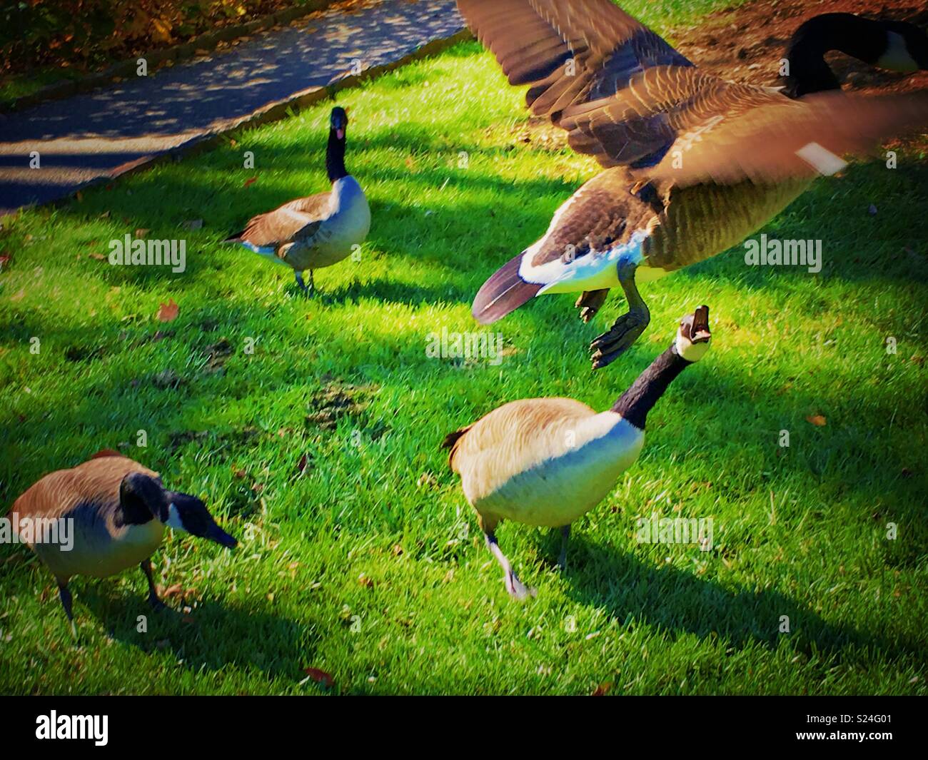 Canadian geese - Smartphone Captured Stock Image