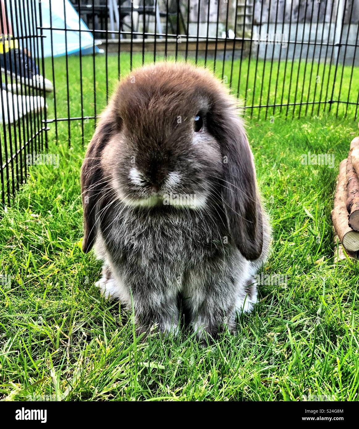 White Mini Lop Rabbit