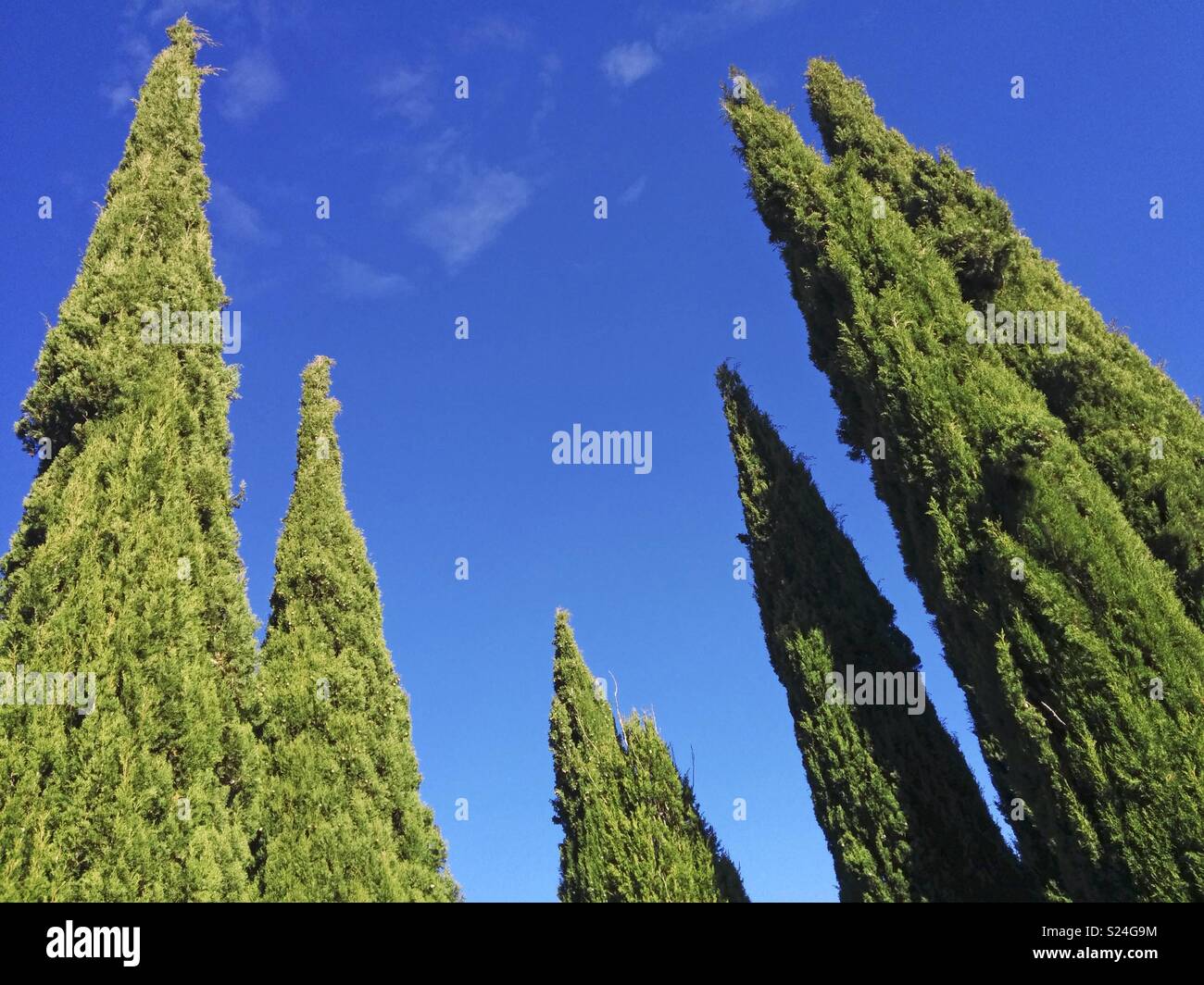 Cypresses at a cemetery. Stock Photo