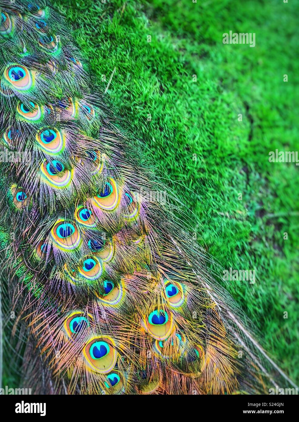 A peacock’s tail feathers dragging on grass Stock Photo