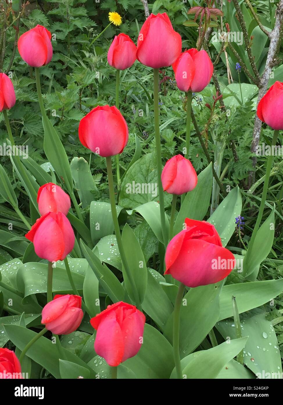 A flower bed of neon pink tulips against green leaves and foliage Stock Photo