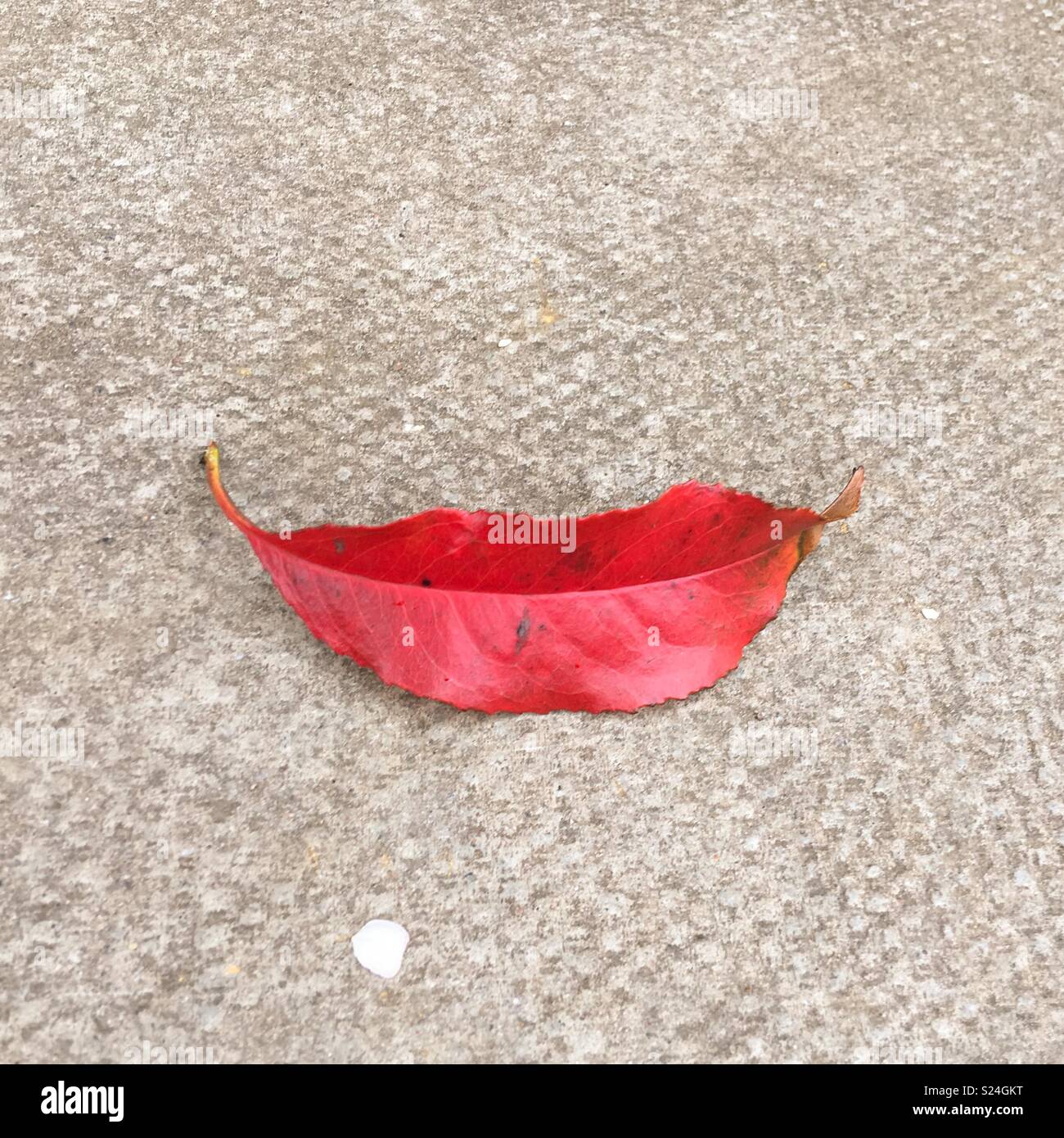Lips-like leaf on the pavement - Smartphone Captured Stock Image