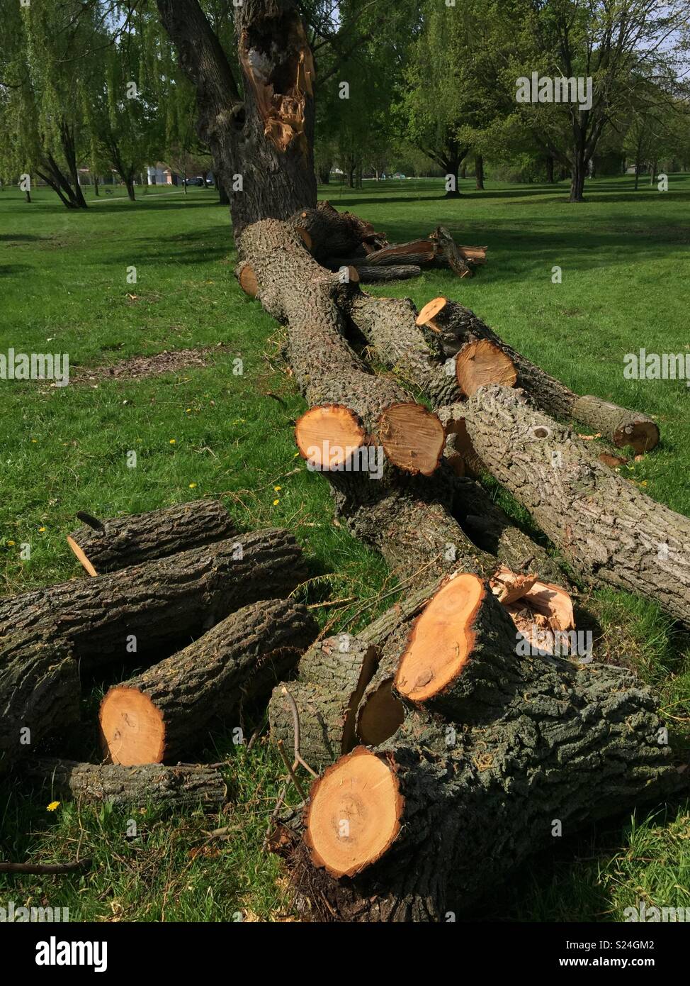 Tree limb sheared by wind storm in a big park, cut into manageable