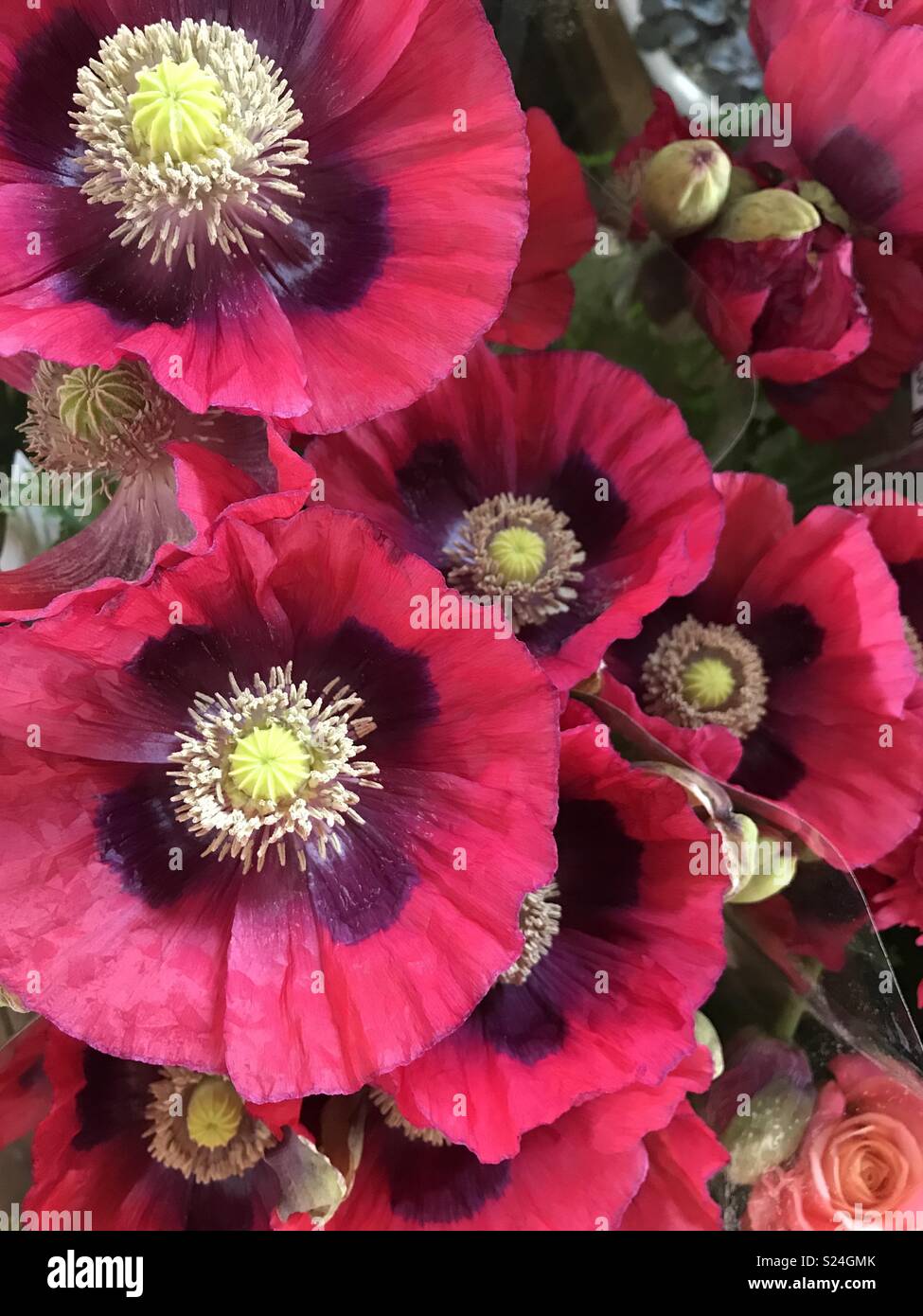 Vibrant poppies Stock Photo