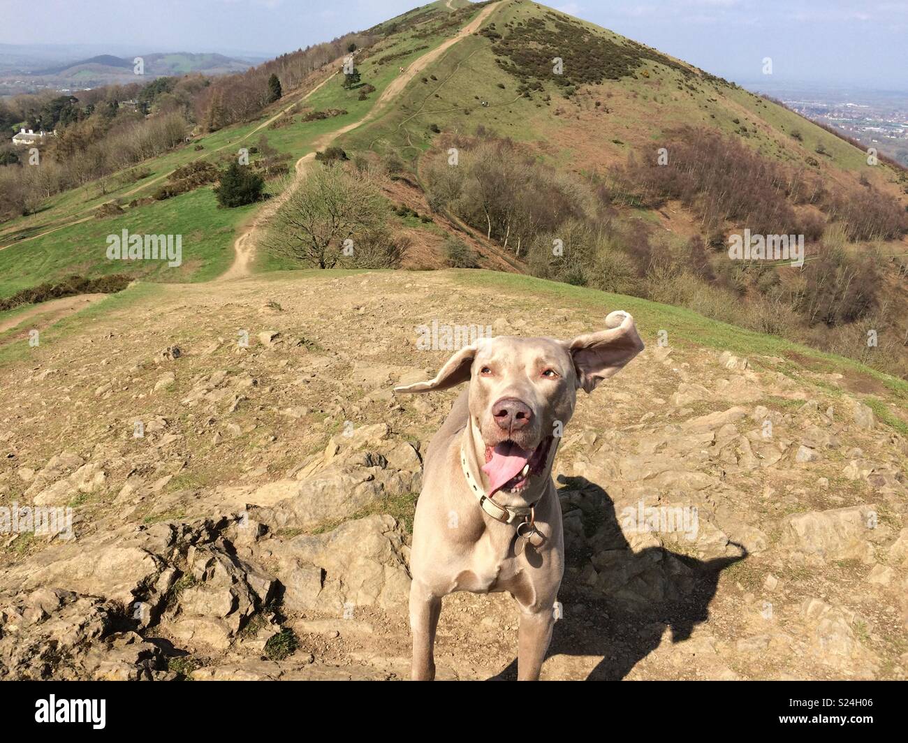 Dog on Malvern Hills Stock Photo Alamy