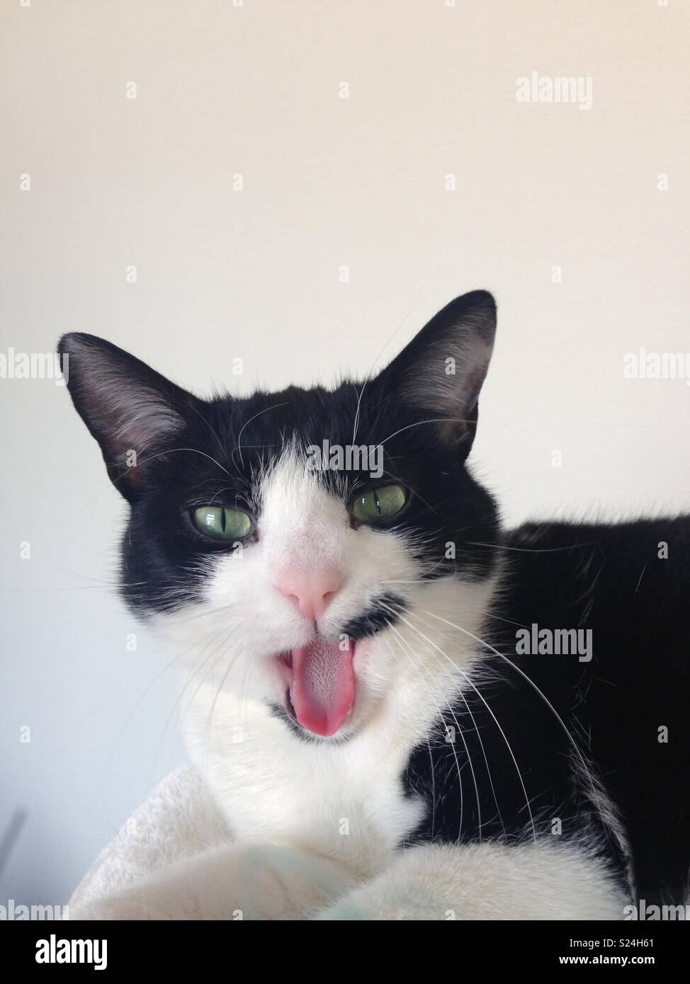 Black and White Yawning Cat Stock Photo