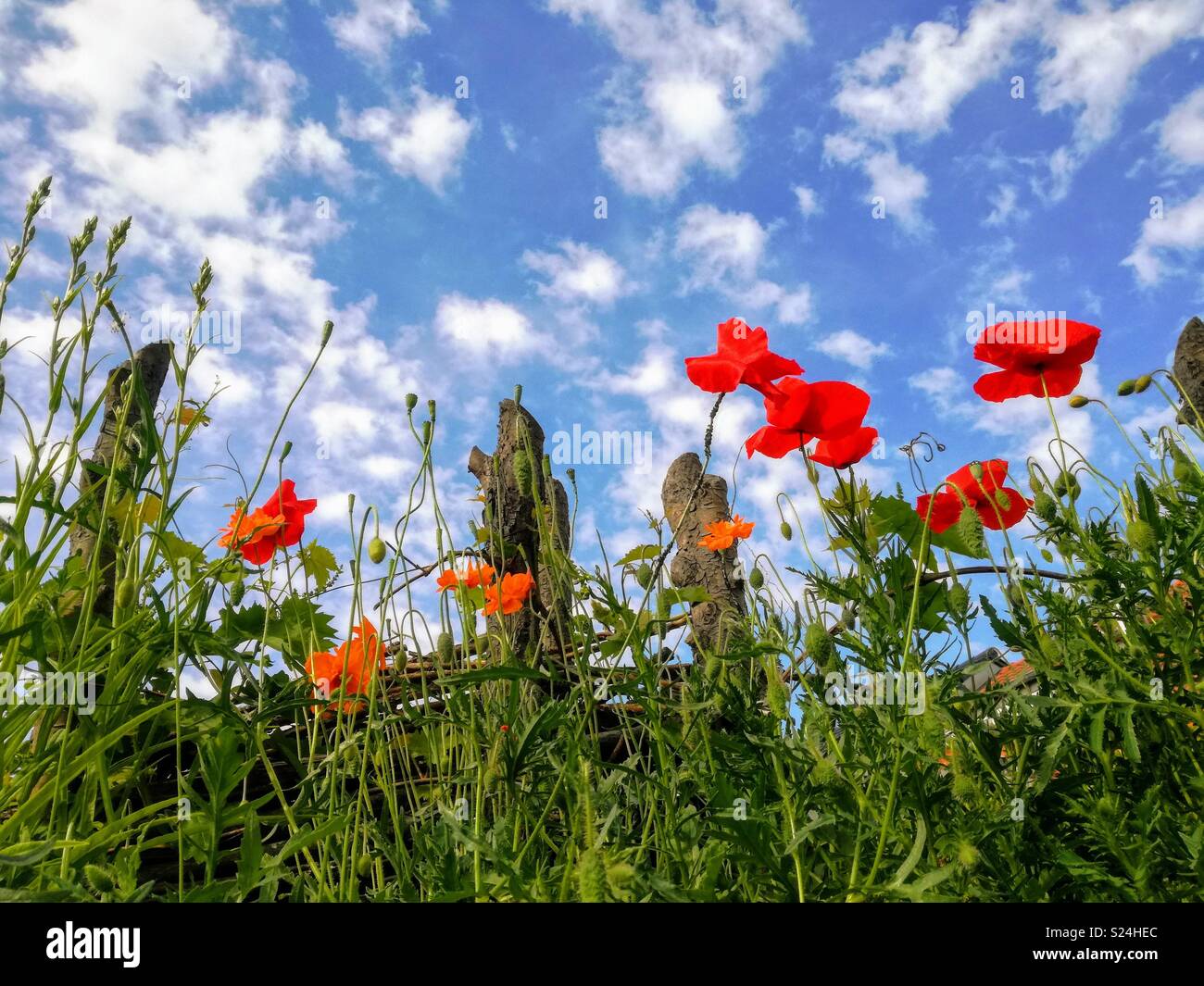 Poppies in front of blue sky and white clouds Stock Photo - Alamy