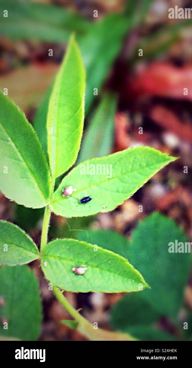 Garden Rose from an urban garden - Smartphone Captured Stock Image