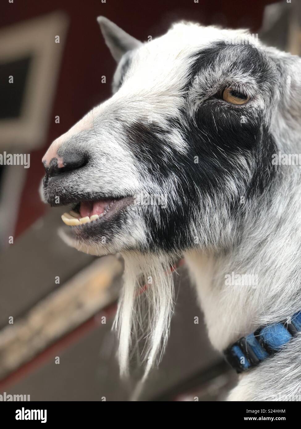 A close up portrait of a black and white goat Stock Photo