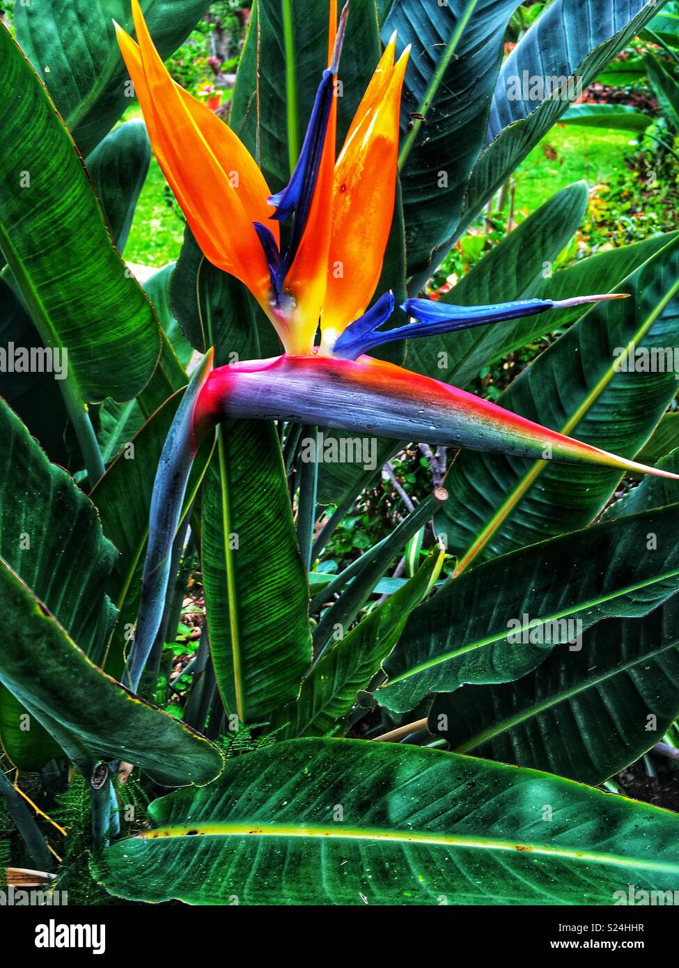 Blue Bird Of Paradise Plant
