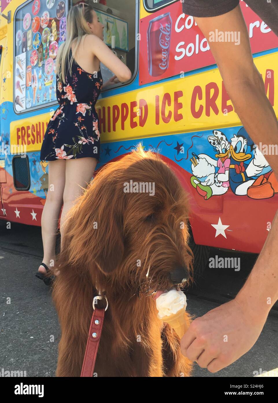 Dog’s first ice cream Stock Photo