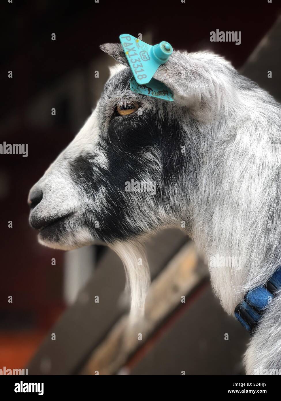 A close up profile portrait of a black and white goat - Smartphone Captured Stock Image
