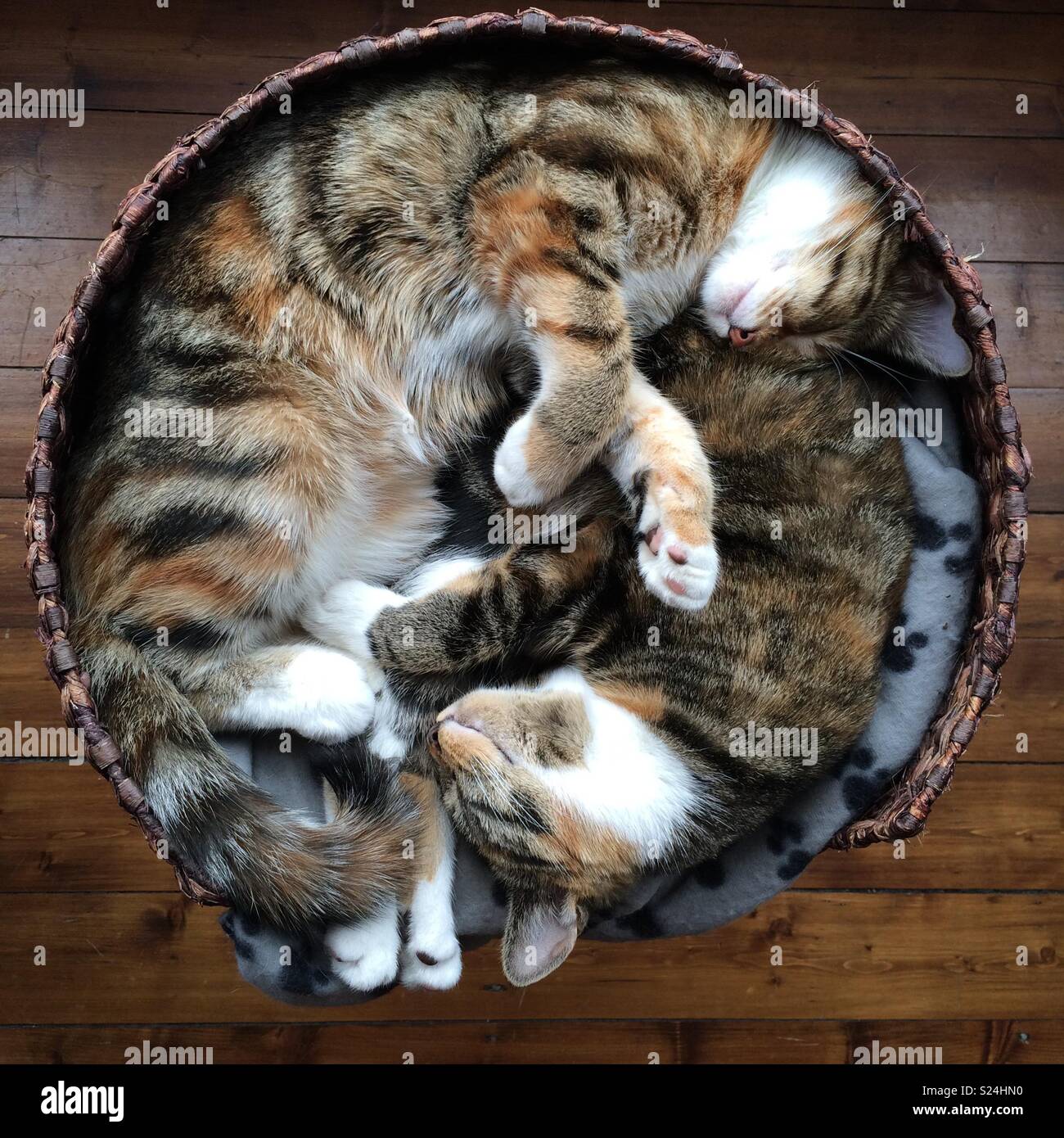 Haggis and Ness... ying, yanging sisters - Smartphone Captured Stock Image