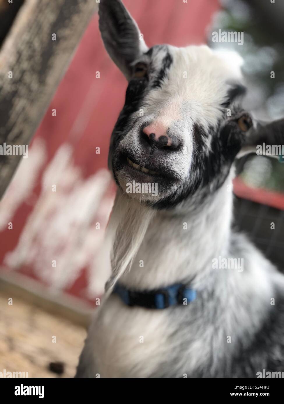 A closeup portrait of a black and white goat - Smartphone Captured Stock Image