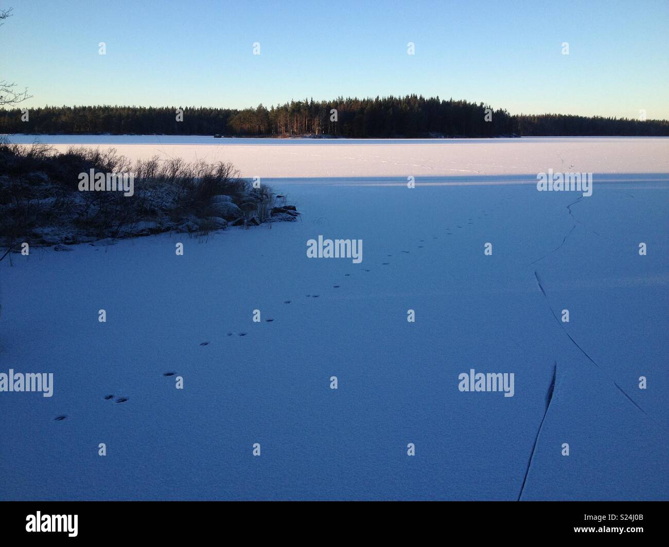 Evening light over a small forest lake with ice covered of snow. - Smartphone Captured Stock Image