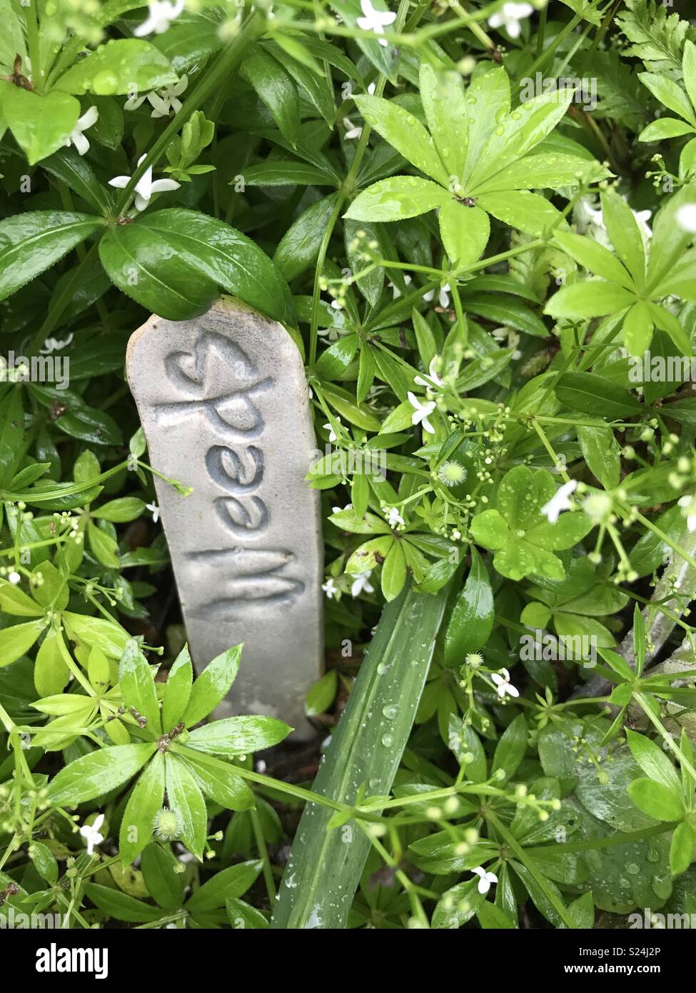 Love your weeds Stock Photo
