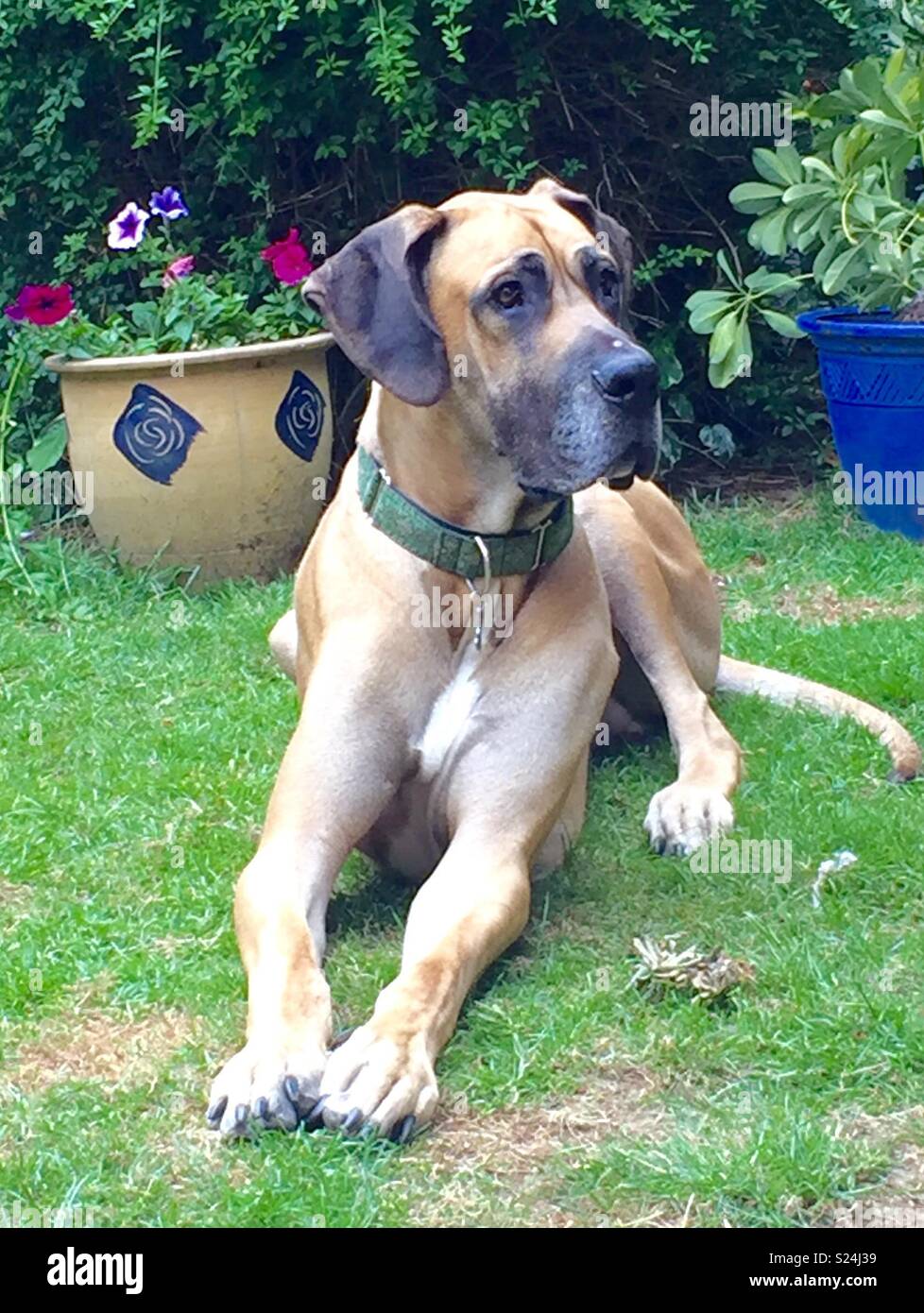 great dane fawn colour