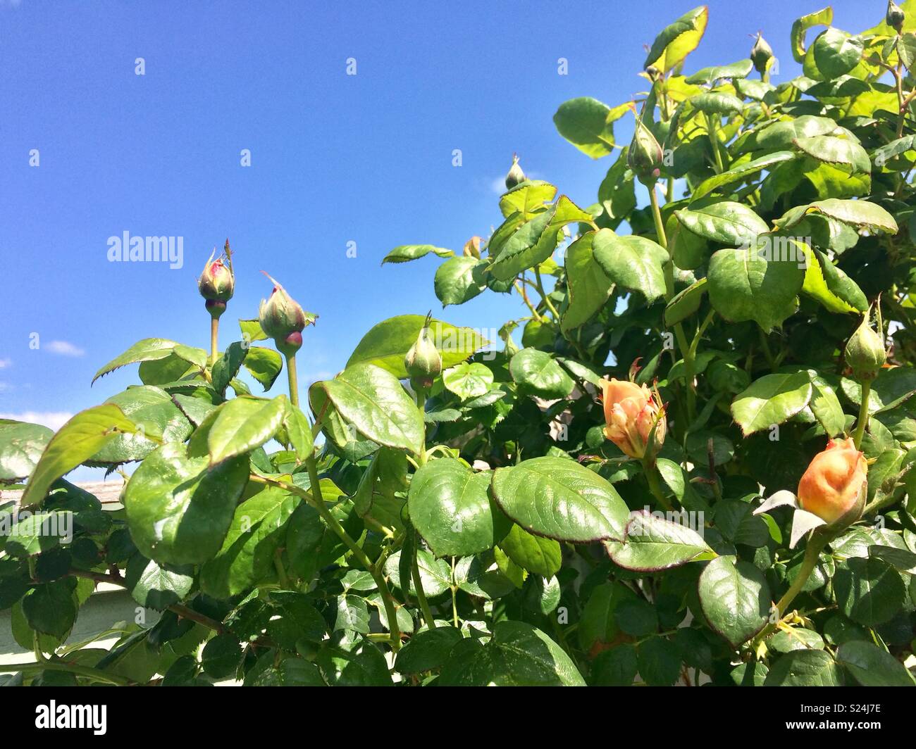 Rosebuds hires stock photography and images Alamy