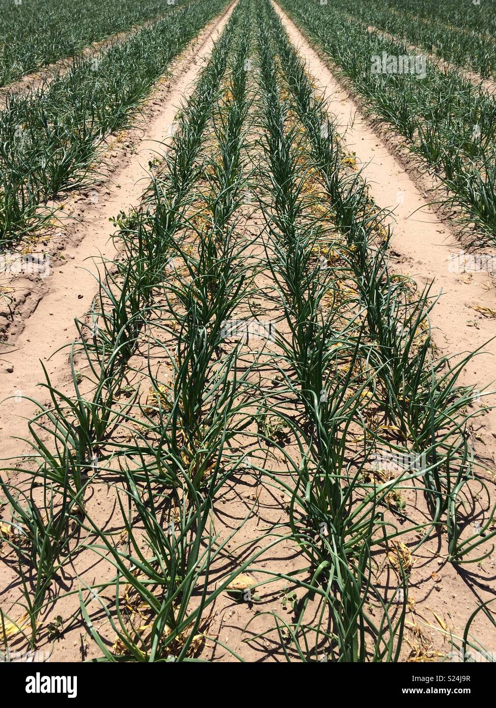Onion fields, Suffolk, England Stock Photo Alamy