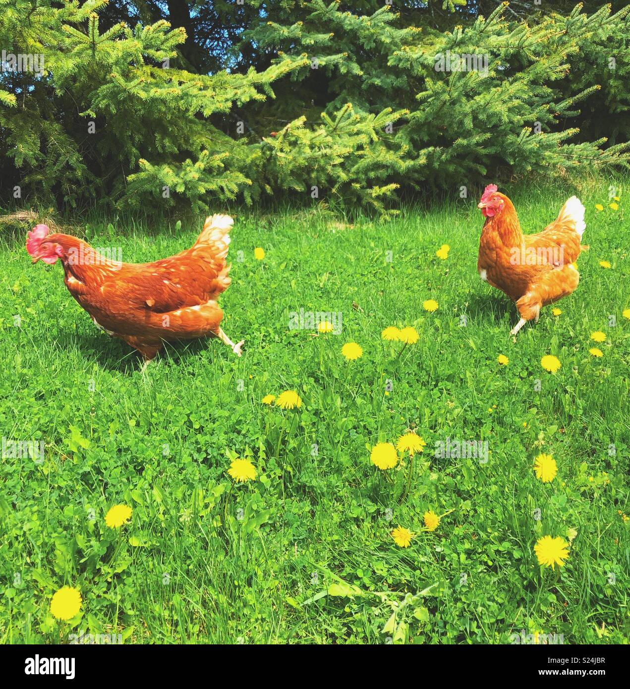 Two free range Rhode Island Red chickens running in grass with dandelions and trees in background - Smartphone Captured Stock Image