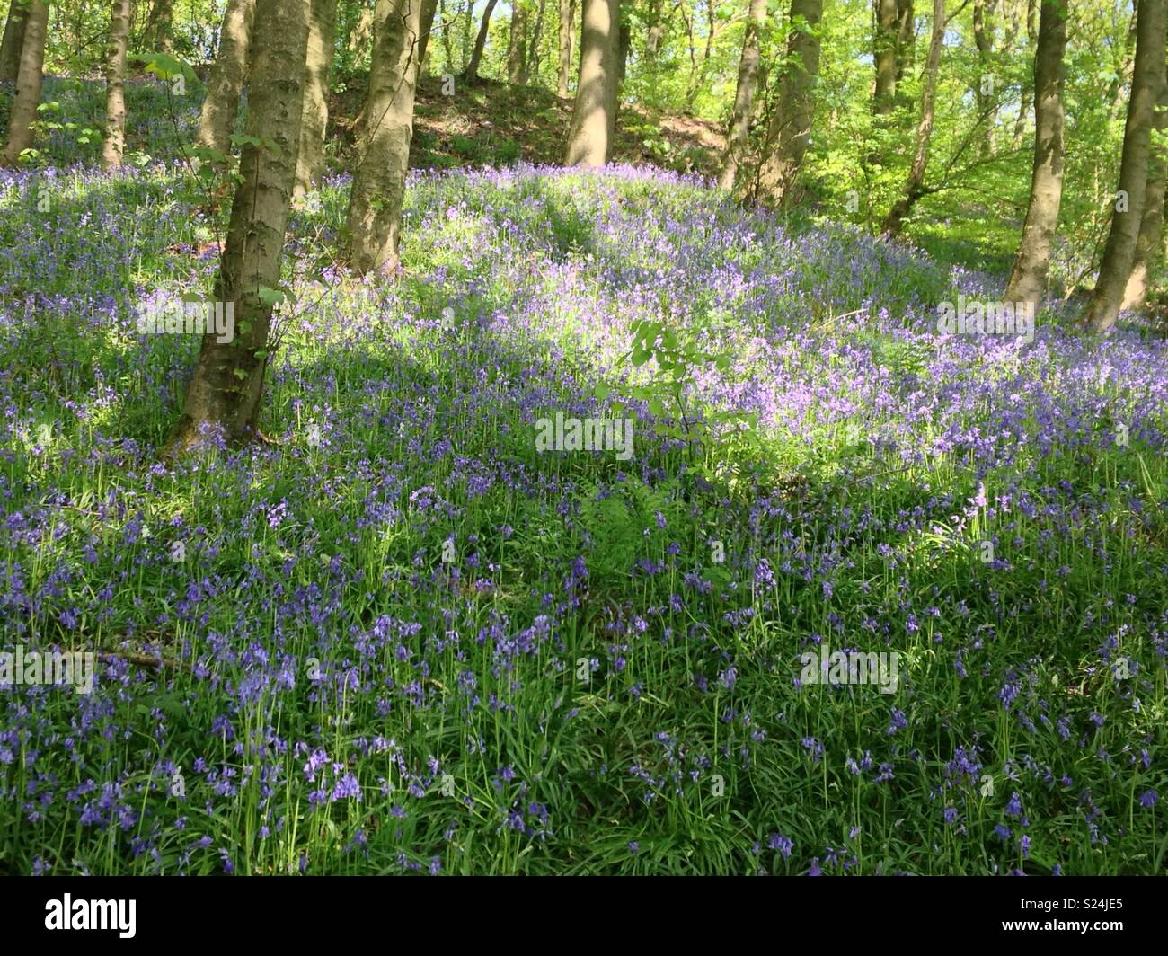 Bluebells in woods Stock Photo