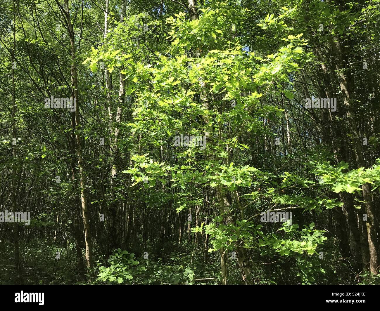 Green leaf tree in sun Stock Photo Alamy