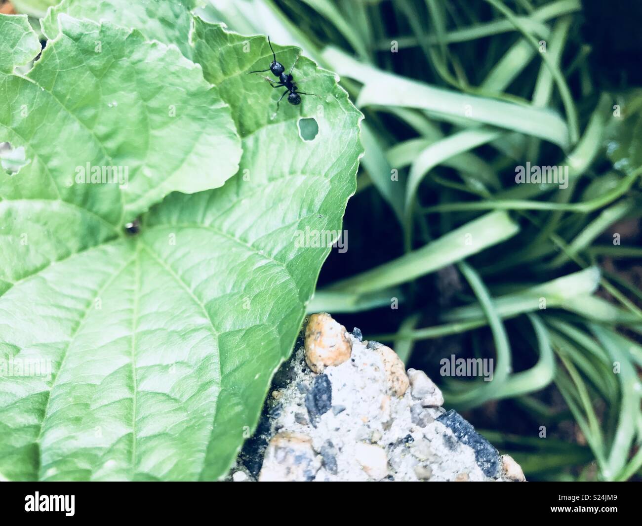 Ant crawling on a leaf Stock Photo