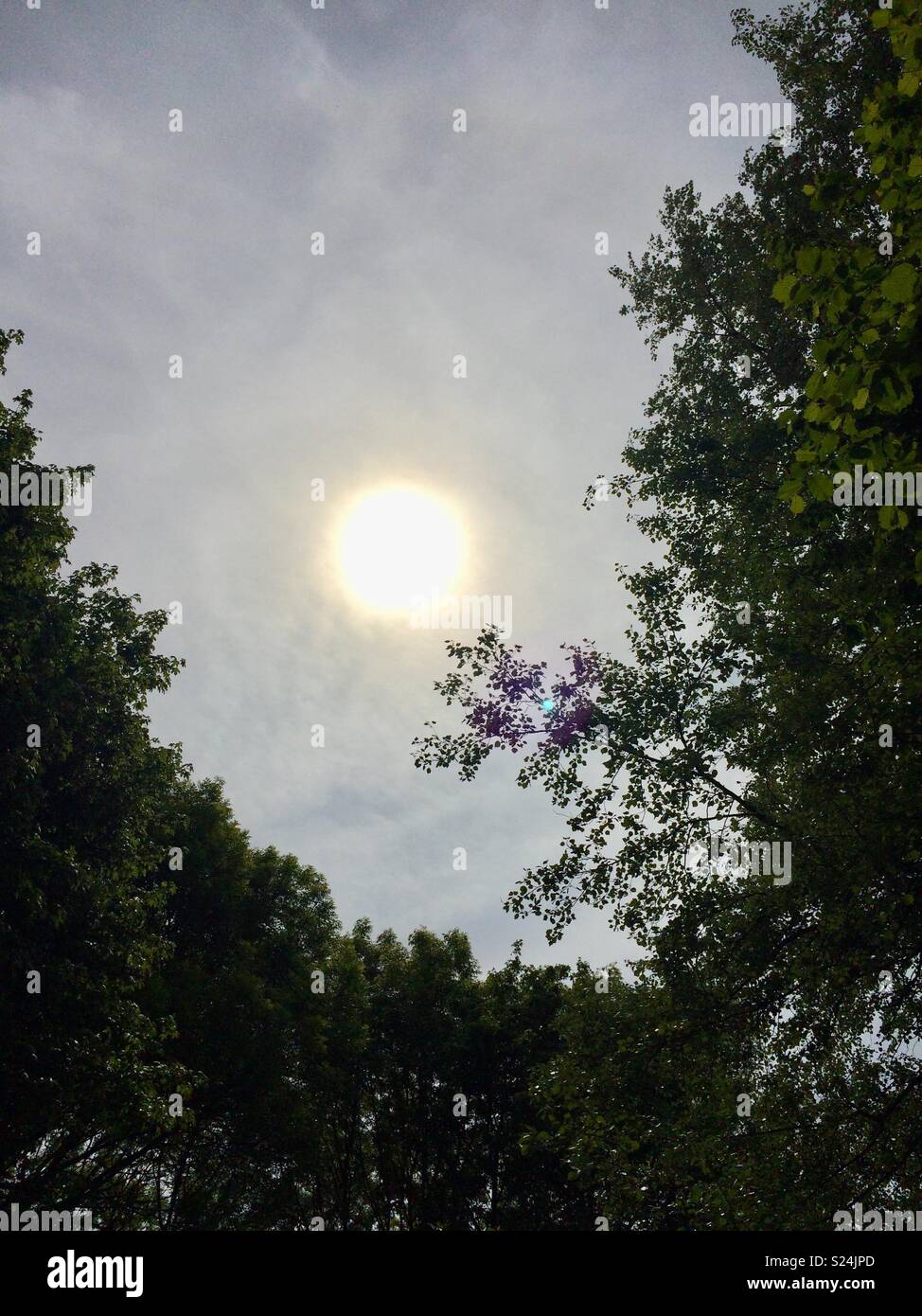 Bright midday sun amongst the trees. Stadt Moers Park, Whiston, Knowsley, United Kingdom. - Smartphone Captured Stock Image