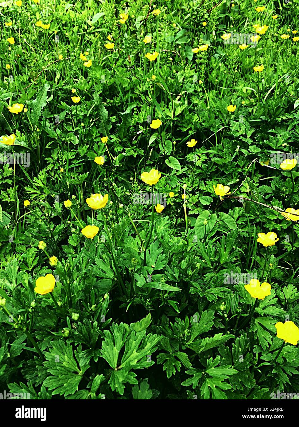 Beautiful buttercups in the sun. Stadt Moers Park, Whiston, Knowsley, United Kingdom - Smartphone Captured Stock Image