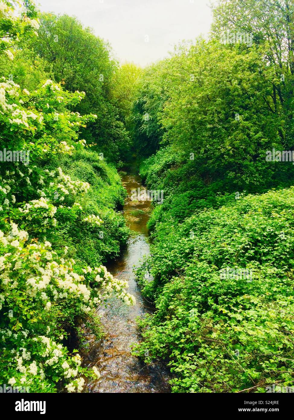 Beautiful brook surrounded by green bushes. Stadt Moers Park, Whiston, Knowsley, United Kingdom. - Smartphone Captured Stock Image