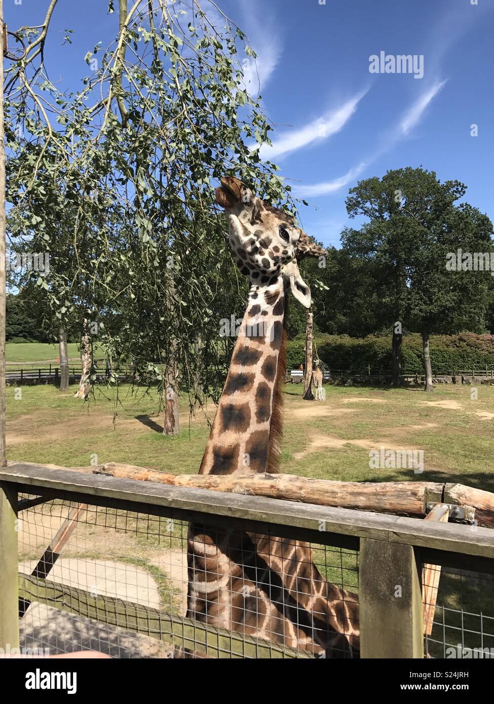 Knowsley safari park. hires stock photography and images Alamy