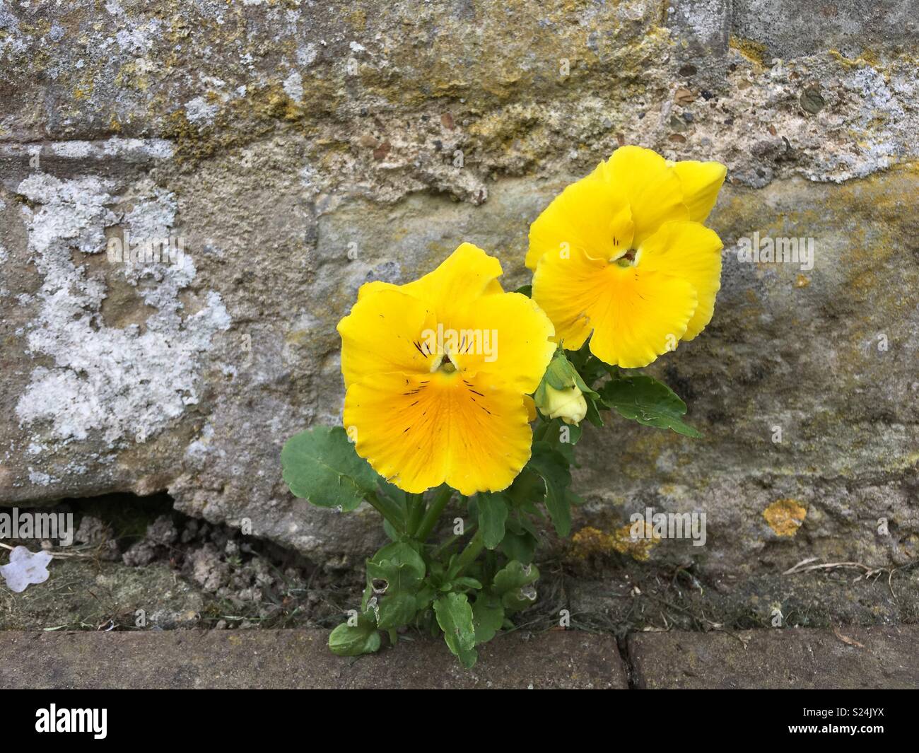 Solitary yellow flower Stock Photo