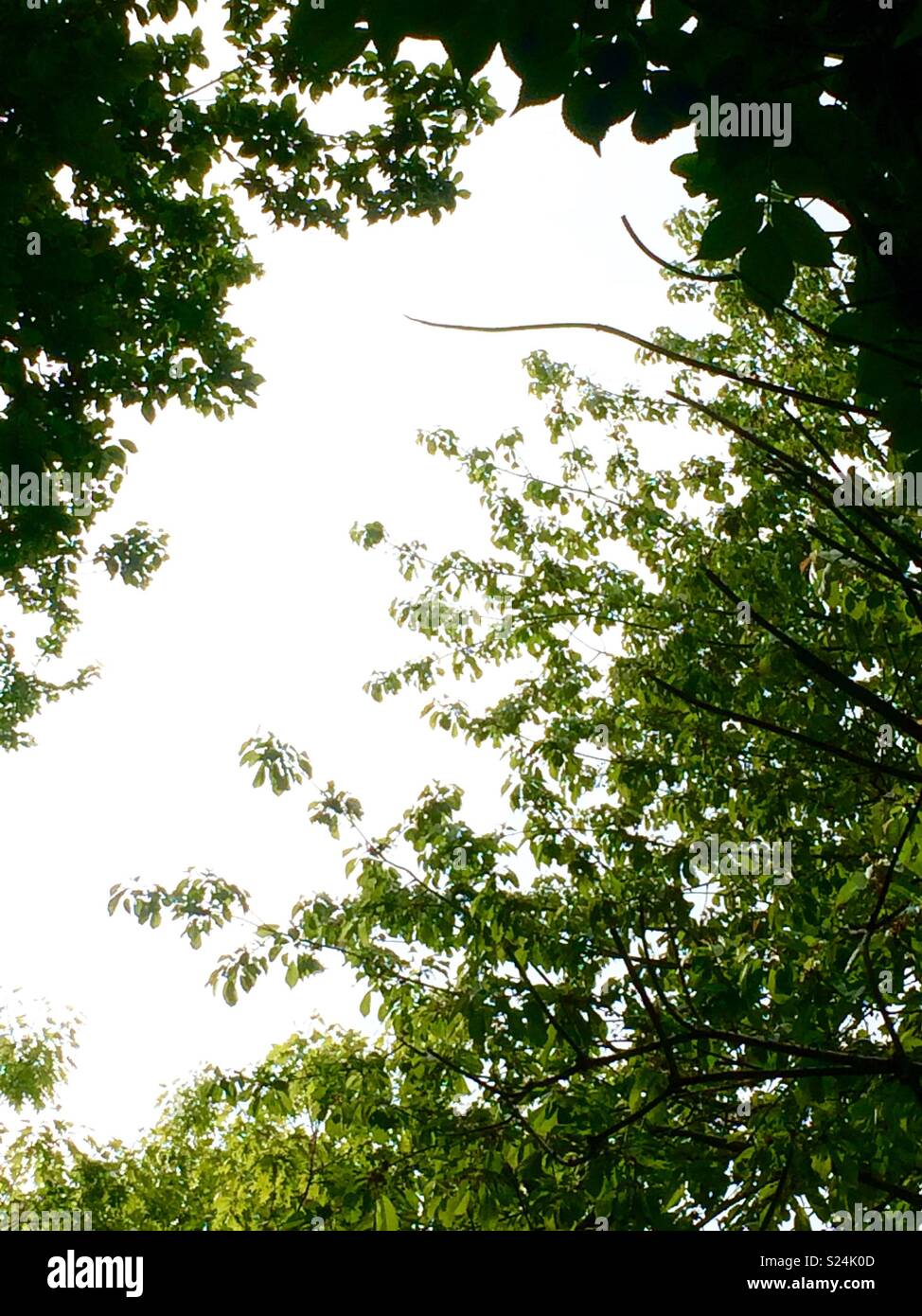 Tree canopy in woodland. Stadt Moers Park, Whiston, Knowsley, United Kingdom - Smartphone Captured Stock Image