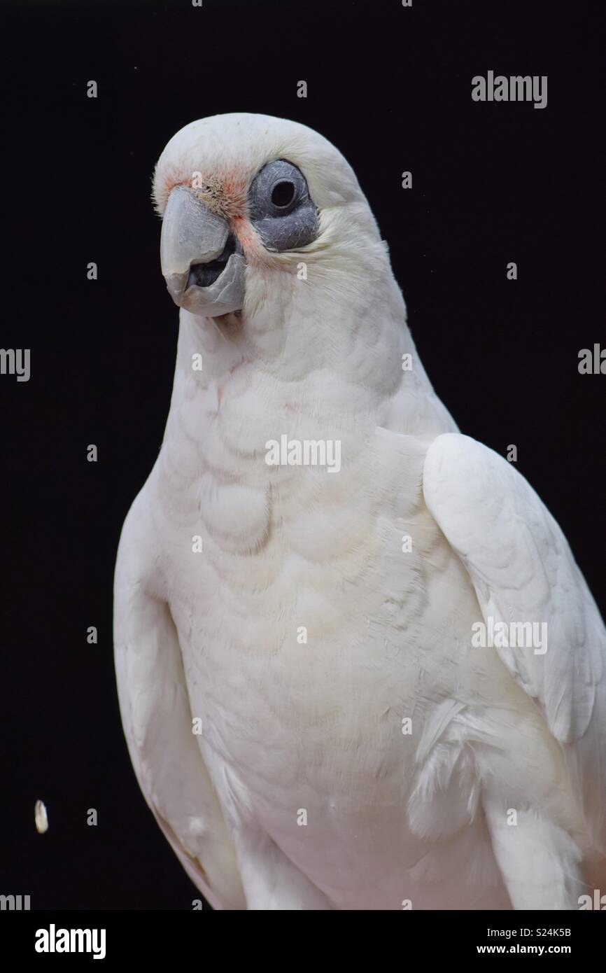 A closeup of a beautiful corella parrot show its stunning white feathers and blue-circled eyes. This picture of a member of the cockatoo family really pops against the dark background. Stock Photo