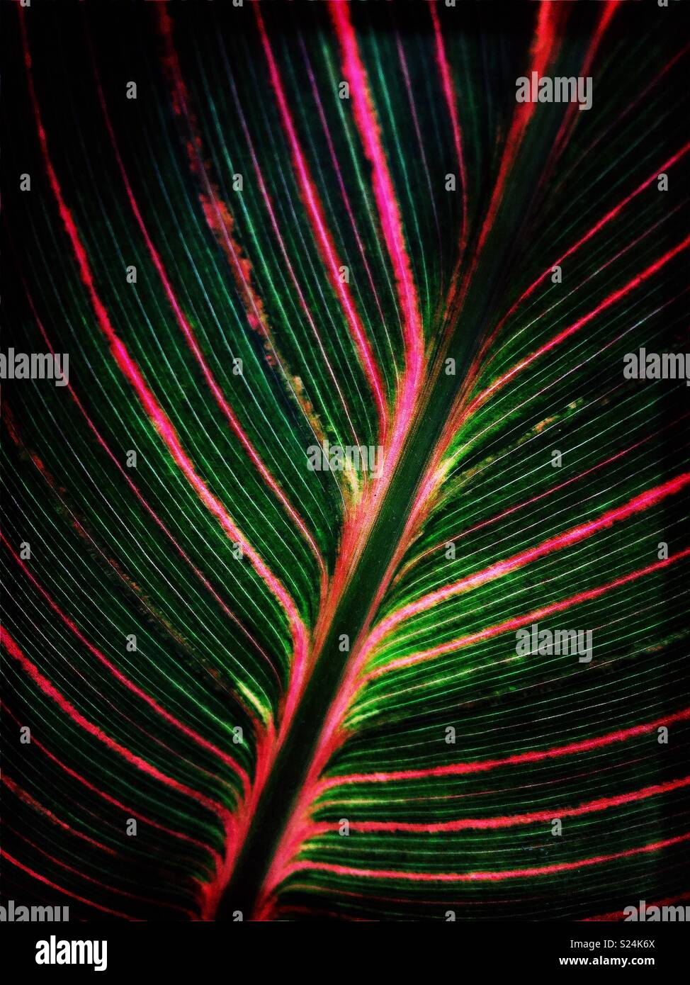 Purple and green leaf veins on dark leaf - Smartphone Captured Stock Image