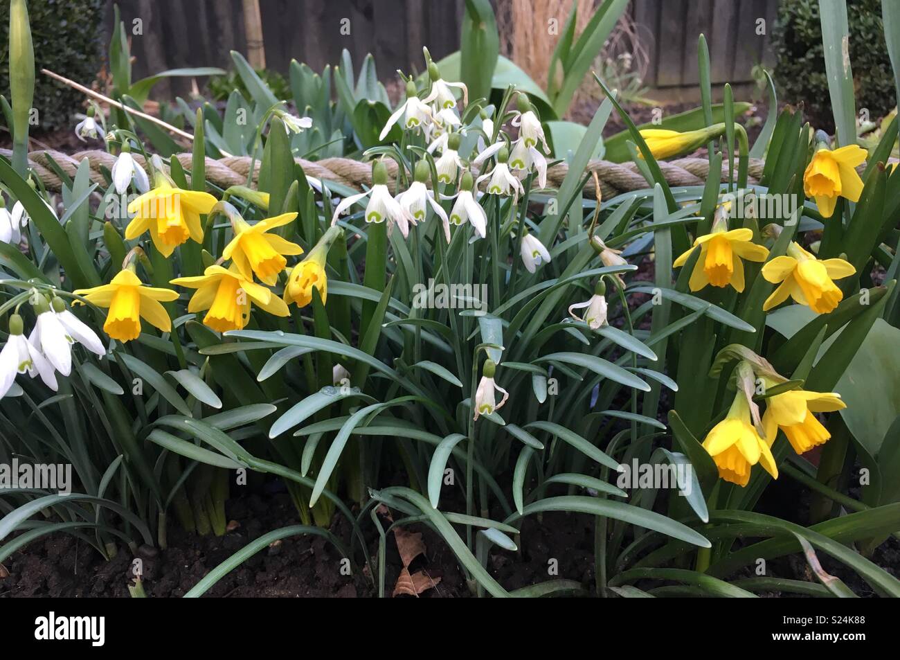 Daffodils and snowdrops hires stock photography and images Alamy