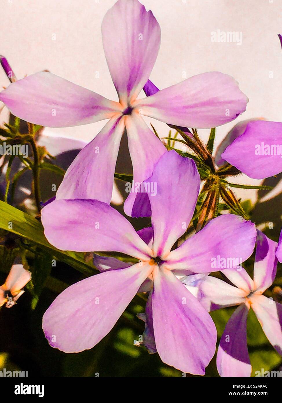 Purple 5 petal flower. Stock Photo