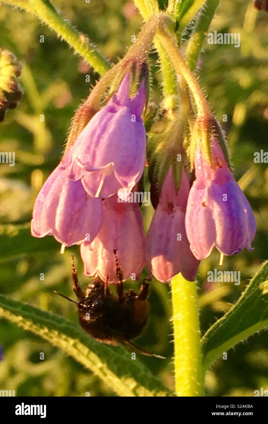 Pollinating Bee - Smartphone Captured Stock Image