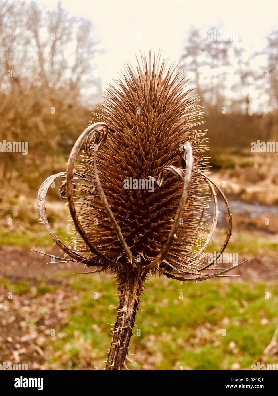 Close up of thistle - Smartphone Captured Stock Image