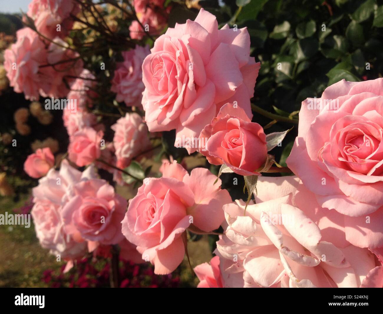 Pink roses in a rose garden hi-res stock photography and images - Alamy