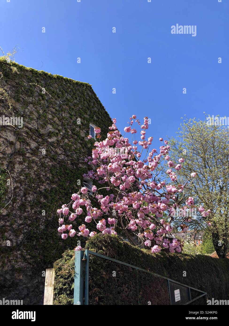 Blossom tree in full bloom Stock Photo
