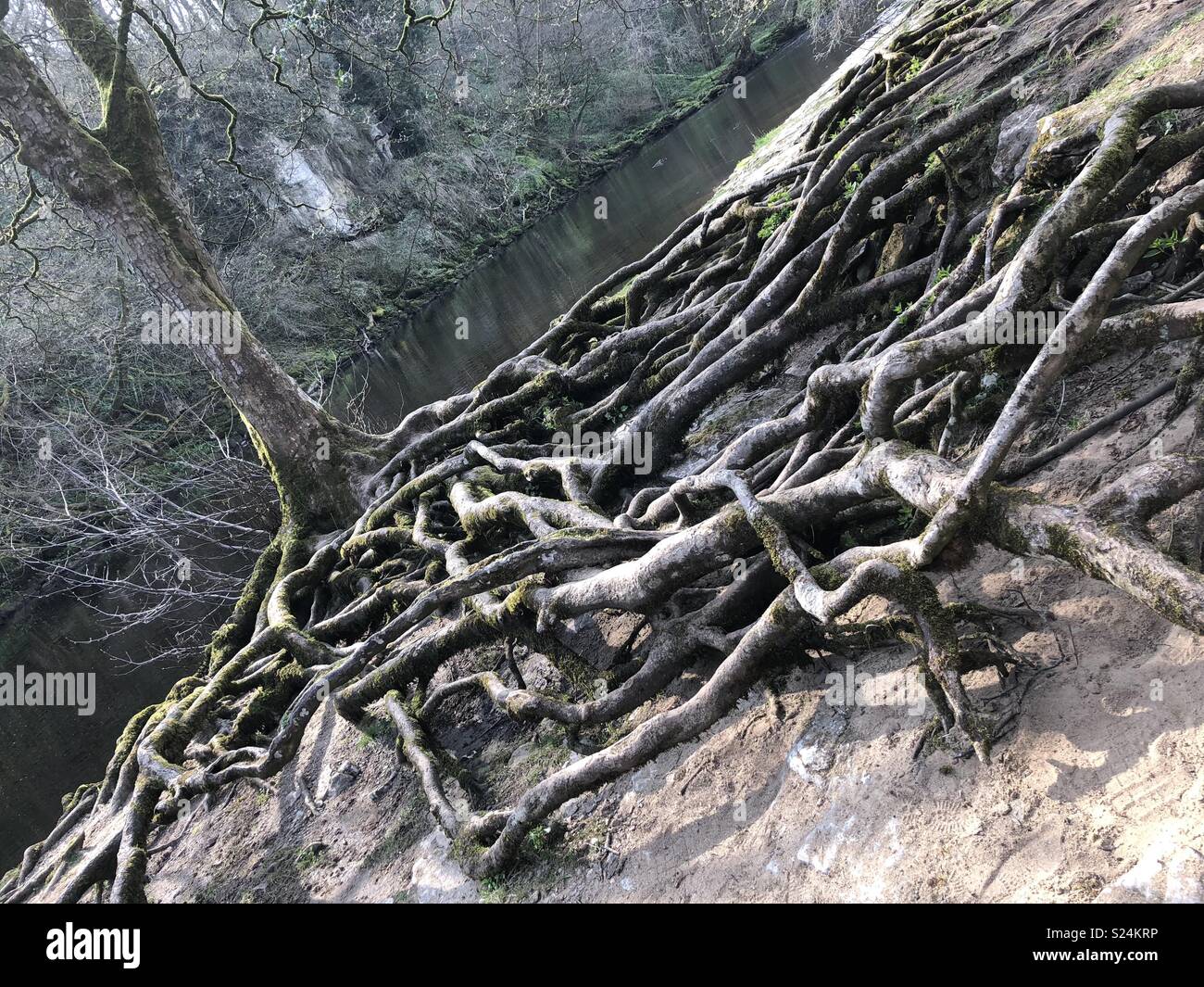Roots galore Stock Photo