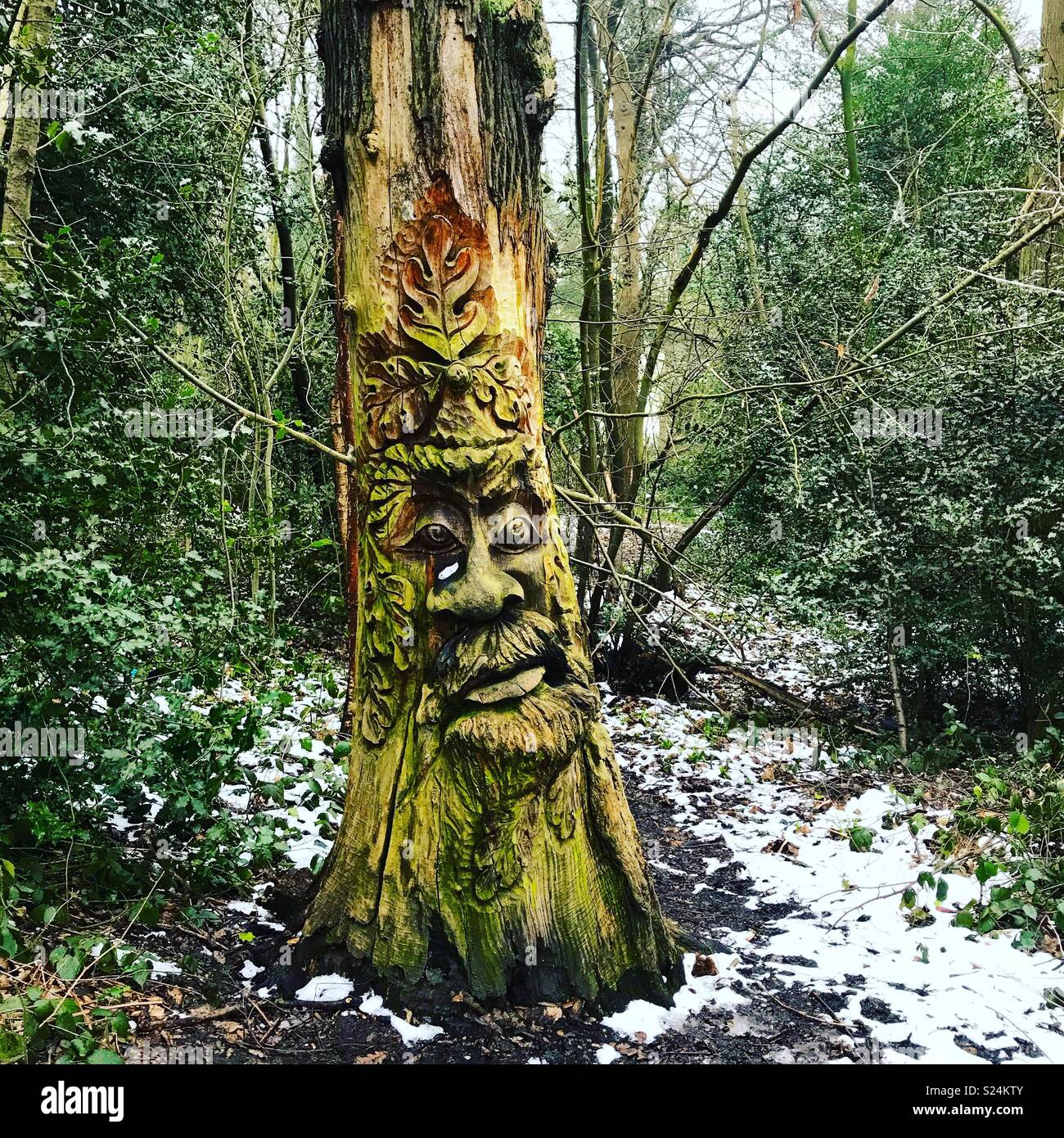 Crying tree Stock Photo