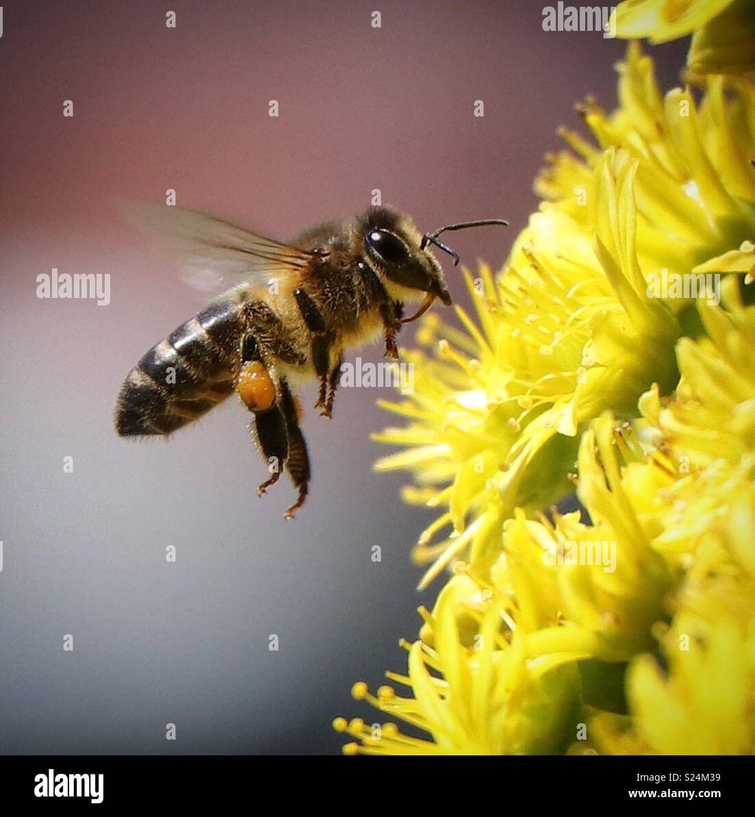 Bee pollinating yellow flowers - Smartphone Captured Stock Image