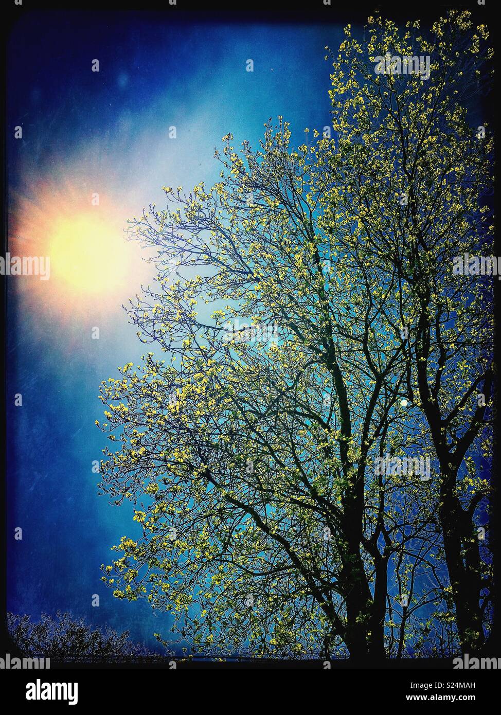 Ash tree in sunlight against a deep blue sky - Smartphone Captured Stock Image